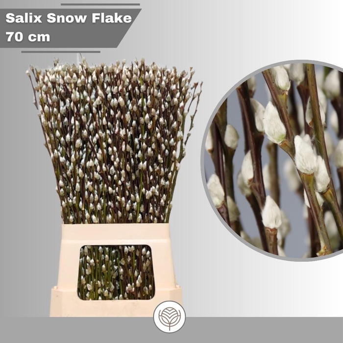 <h4>SALIX CA SNOW FLAKE</h4>