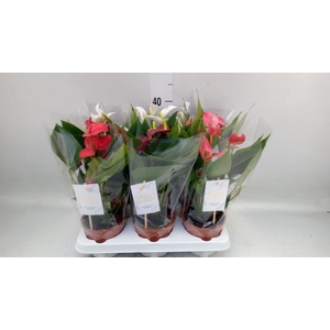 Anthurium andr.   ...mix  5