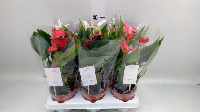 <h4>Anthurium andr. ...mix 5</h4>