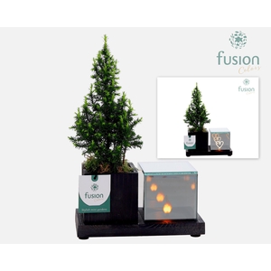 Elegant houten LED planter met Chamaecyparis