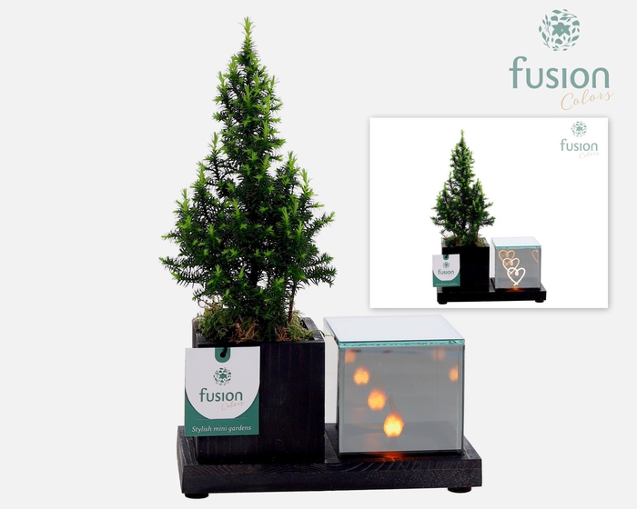 <h4>Elegant houten LED planter met Chamaecyparis</h4>