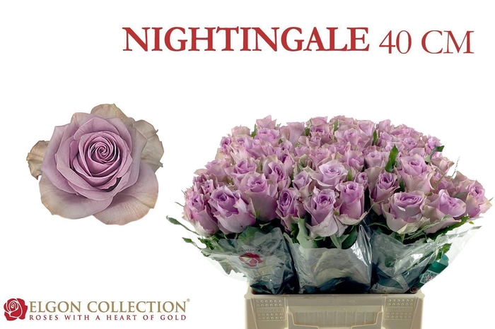 <h4>R GR NIGHTINGALE!</h4>