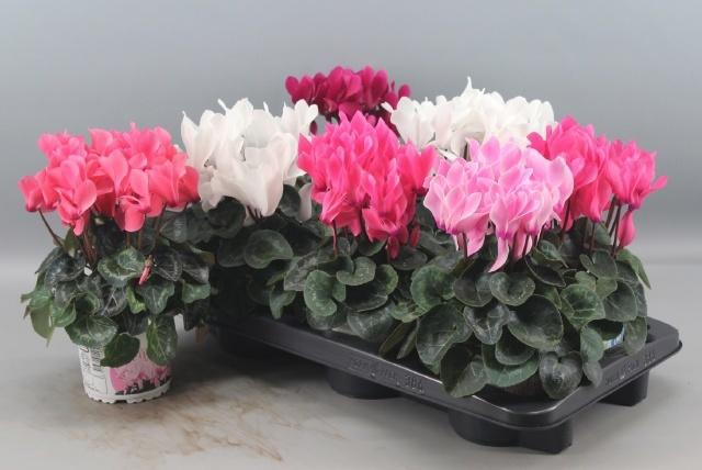 <h4>CYCL GR SUP XL</h4>