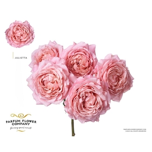 Rosa spray garden julietta