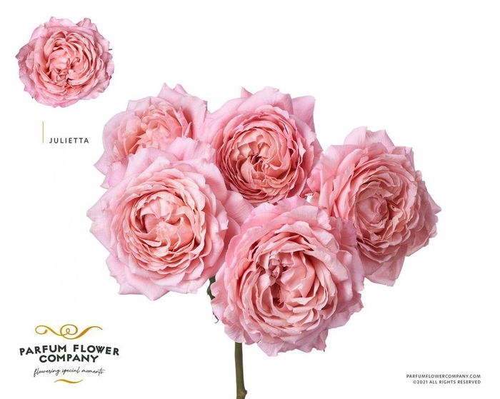 <h4>Rosa spray garden julietta</h4>