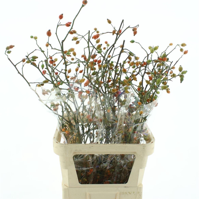 <h4>Rose Zaffiro Orange/green</h4>