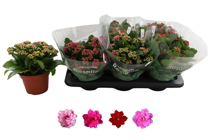 <h4>KAL GE RO GEM 4 KL</h4>