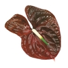 ANTHURIUM CHOCO 11/13 040 CM DIAM MIN 11 CM CHOCOLATE