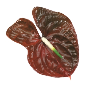 ANTHURIUM CHOCO 11/13 040 CM DIAM MIN 11 CM CHOCOLATE