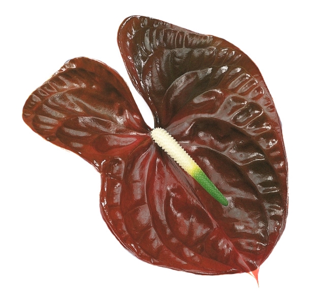 <h4>ANTHURIUM CHOCO 13/15 045 CM DIAM MIN 13 CM CHOCOLATE</h4>