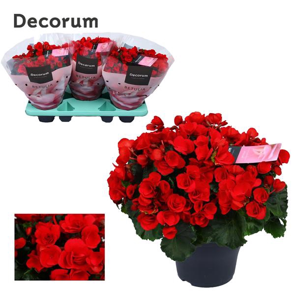 <h4>Begonia ''betulia'' red Decorum</h4>