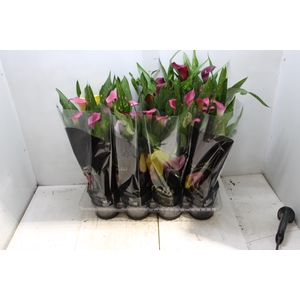 CALLA COLORIDA P14 PREMIUM