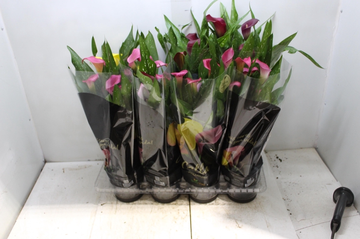 <h4>CALLA COLORIDA P14 PREMIUM</h4>