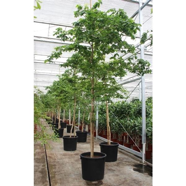 <h4>Bulnesia arborea</h4>