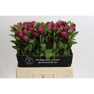 Paeonia Red Sarah