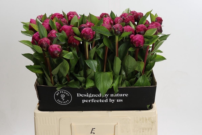 <h4>Paeonia Red Sarah</h4>