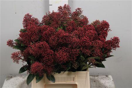 <h4>Skim J Rubella Bs</h4>