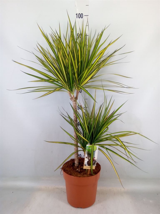 <h4>Dracaena marg. 'Sunray'</h4>