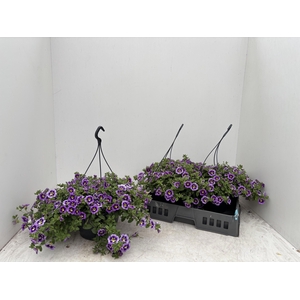 CALIB CALIPET BLUE S