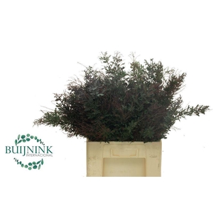 ACACIA DEALBATA P BS