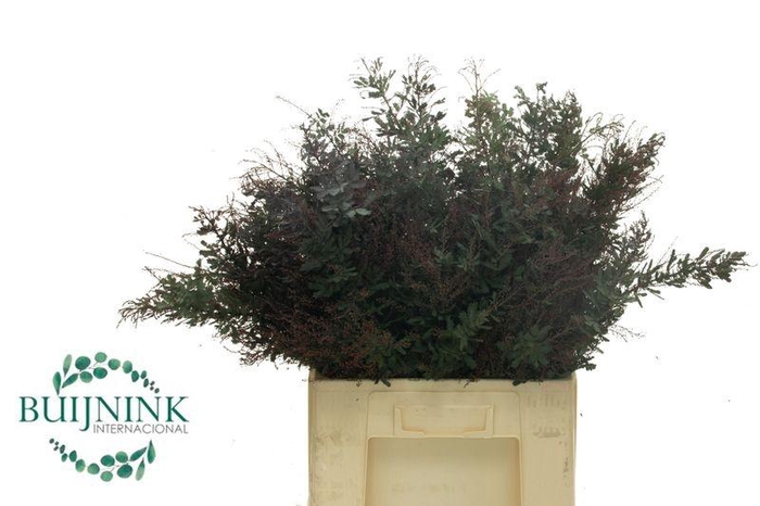 <h4>ACACIA DEALBATA P BS</h4>