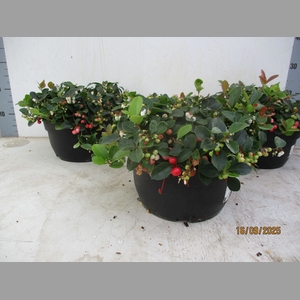 GAULTH PR BIG BERRY