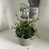 Ceanothus thyrsiflorus