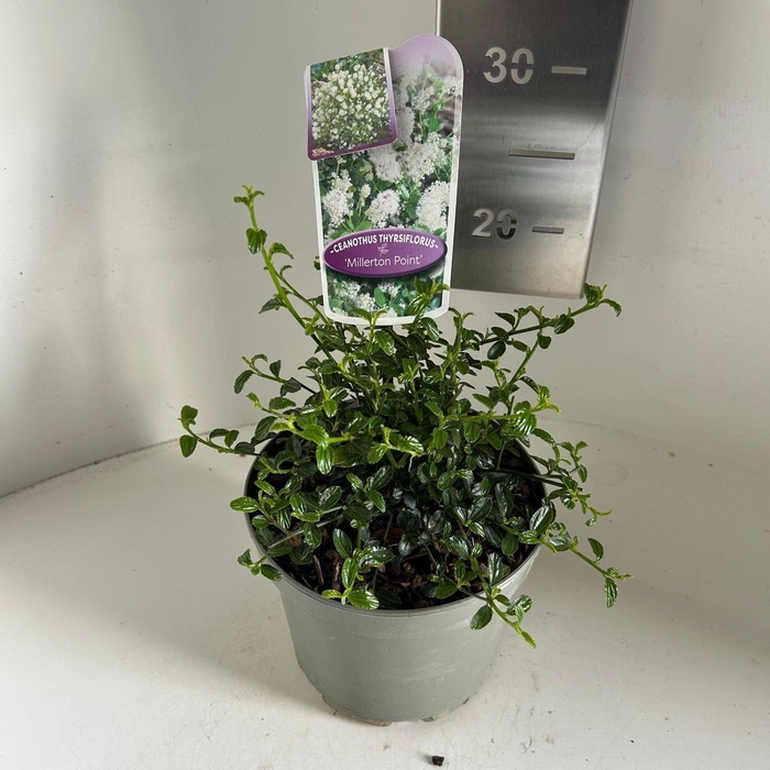 Ceanothus thyrsiflorus