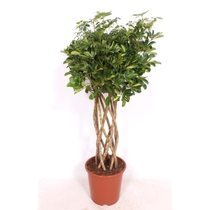 Schefflera Gold Capella