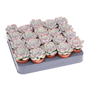 Echeveria ...