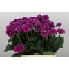 DAHL BALL PURPLE FOX