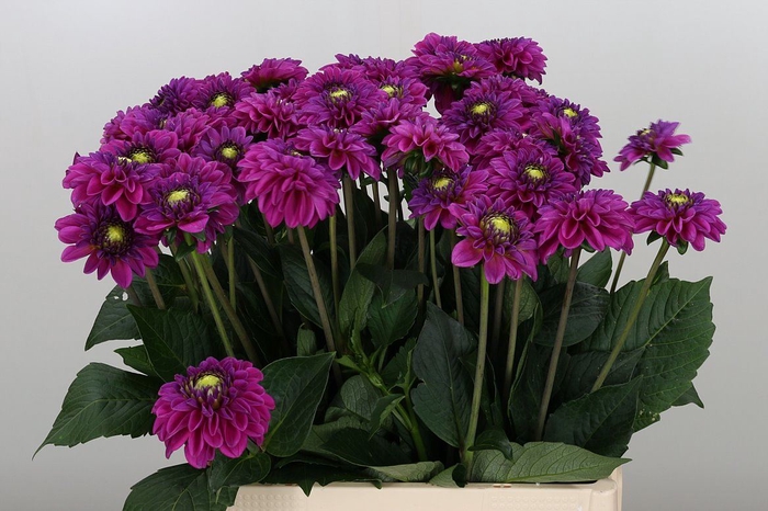 DAHL BALL PURPLE FOX