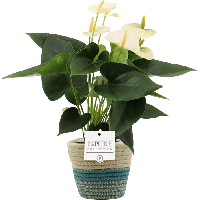 <h4>Anthurium 12 cm Cocos in PURE Valerie basket</h4>
