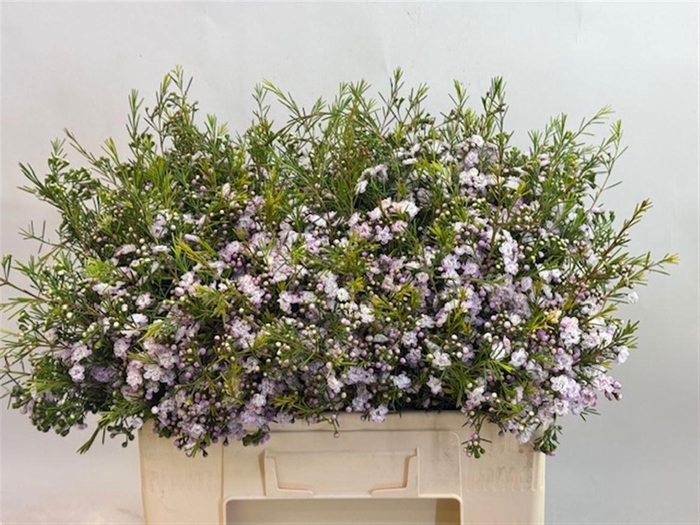 <h4>CHAME UN DANC QUEEN</h4>