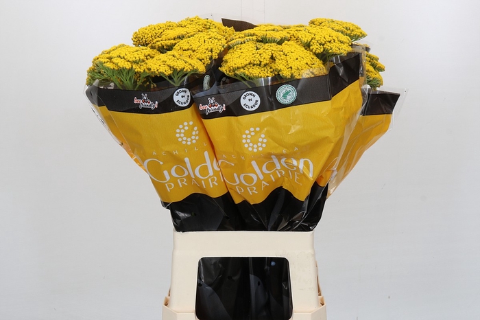 <h4>Achillea Golden Painted Prairi</h4>