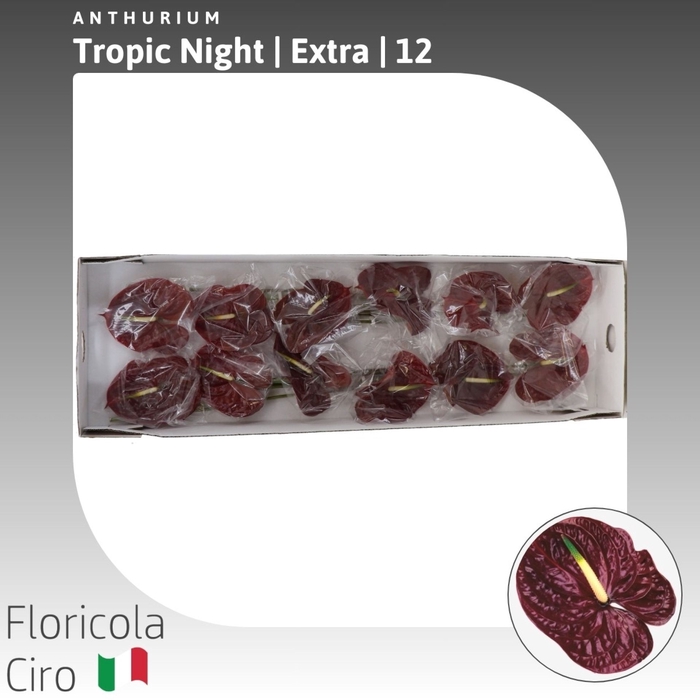 <h4>Anthurium Tropic Night | Extra</h4>