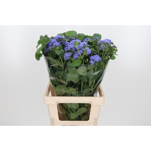 Ager H Blue Planet