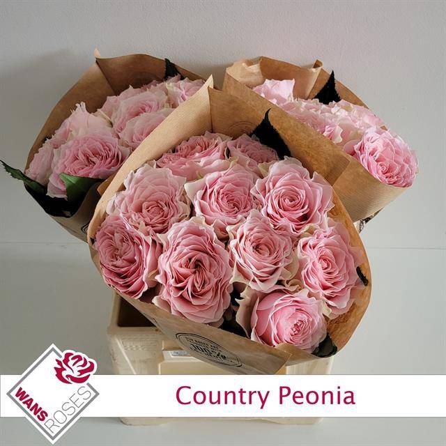 Rosa Garden Country Peonia