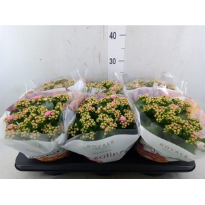 Kalanchoe blos. 'RosDon Alano'