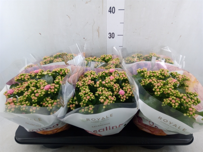 <h4>Kalanchoe blos. 'RosDon Alano'</h4>