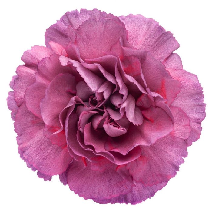 <h4>Di St Metalica Rose Bicolor 65cm CO</h4>