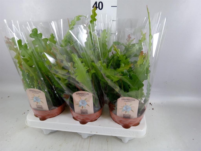 <h4>Epiphyllum anguliger</h4>