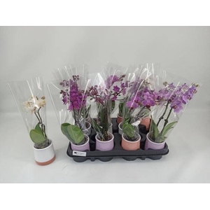 PHAL MINI