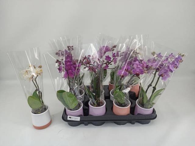 <h4>PHAL MINI</h4>