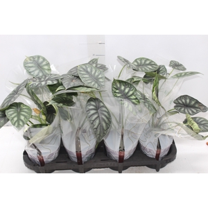 ALOCASIA DRAGON SCALE P12