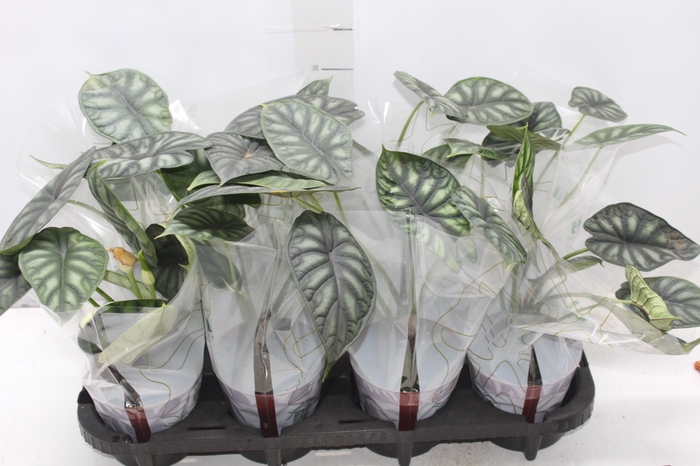 <h4>ALOCASIA DRAGON SCALE P12</h4>