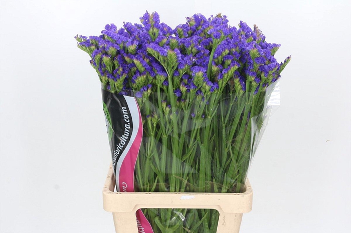 <h4>Limonium Statice Blue Wings</h4>