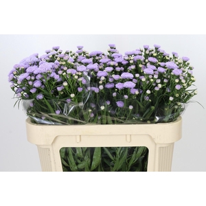 Aster Astee Milka