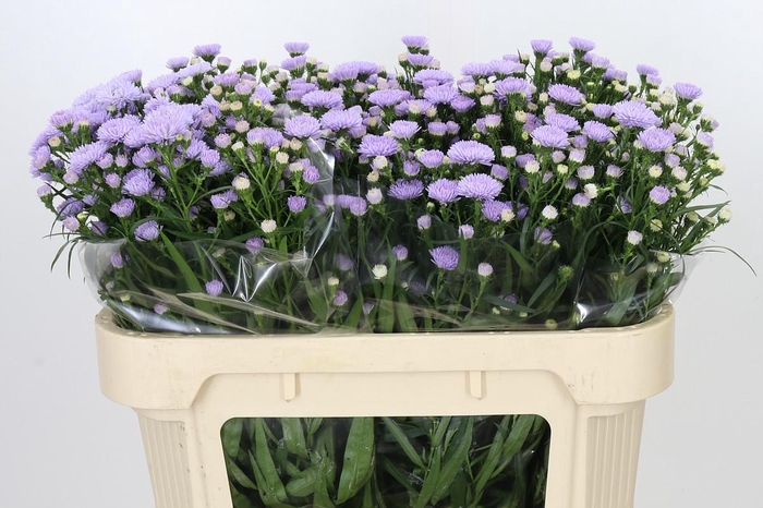 <h4>Aster Astee Milka</h4>
