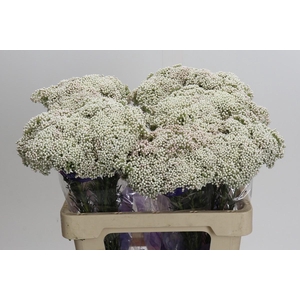Ozothamnus Cooks Snow White